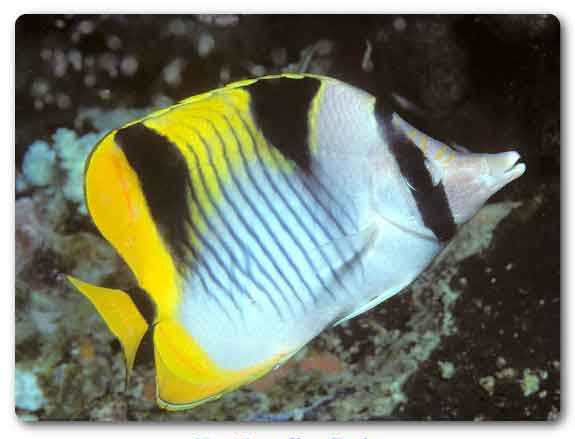  Lakshadweep State animal, Butterfly fish, Chaetodon falcula
